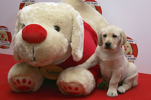 The Andrex Puppy Red Nose Charity Lunch And Auction